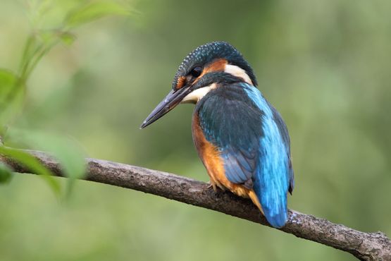 Eisvogel auf einem Ast